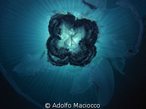 Jelly details by Adolfo Maciocco 
